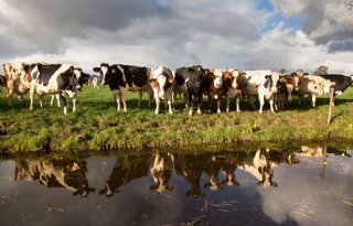 Productie duurzame melk levert meer op en kost minder