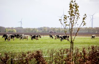 CBS: Agrariër boerde in 2021 gemiddeld beter dan doorsnee Nederlander