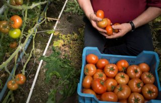 Horeca- en cateringbedrijven kopen minder groenten en fruit