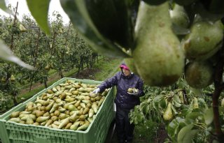 Nederland in top 3 belangrijkste perenproducenten Europa