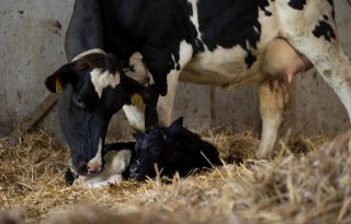 Welzijnseisen koeien in Nederland laag vergeleken met andere landen