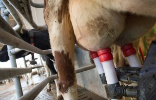 Biologische melkproductie in Duitsland stijgt met 6,5 procent