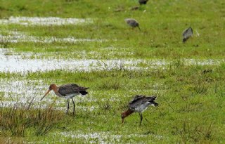 Duizenden euro's extra subsidie voor bescherming weidevogels