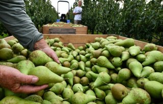 Wapa voorspelt nog kleinere fruitoogst in Europese Unie