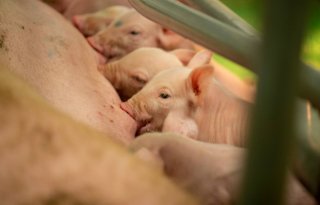 Antibioticaresistentie bij gespeende biggen in Denemarken neemt toe