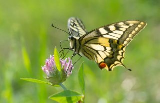 Overijssel komt met eigen meetmethode voor natuurkwaliteit