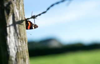 Onderzoek naar herstel van biodiversiteit in grasland