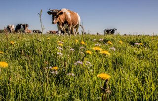 Met goed gras als basis is voor melkveehouder veel te winnen