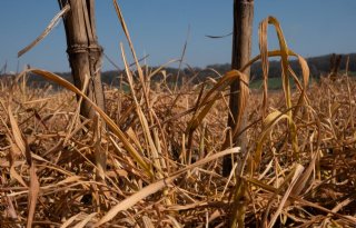 Latere inzaaidatum vanggewas vergt wetsaanpassing