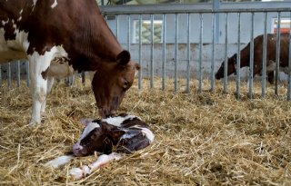 Kalf kan drager zijn van blauwtongvirus