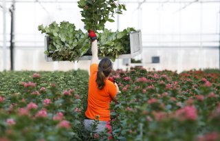 MPS komt met aanvulling op keurmerk voor biologische gewasbescherming