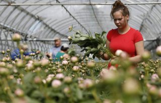 Juli levert hoge prijzen op voor bloemen