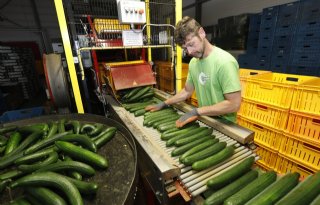 ABN Amro voorziet herstel in productie van glasgroente