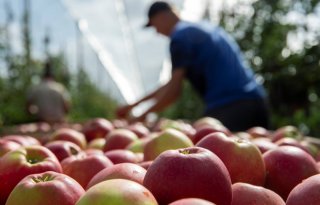 Kleinste appeloogst in Europese Unie sinds 2017