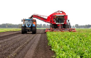 Laatste loodjes cichoreicampagne wegen het zwaarst