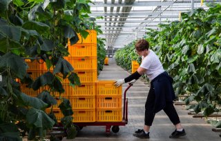 Werknemers in glastuinbouw krijgen 7,2 procent loonsverhoging