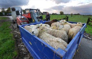 WUR: transport heeft rol gespeeld bij verspreiding blauwtong