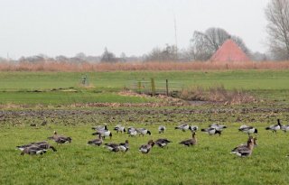 Provincie Friesland meet met twee maten bij schade door ganzen