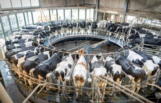 Seinen staan weer op groen in de zuivelmarkt