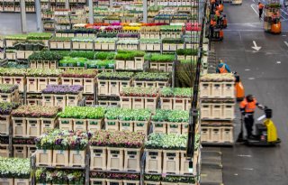 FloraHolland stapt af van 'one size fits all'