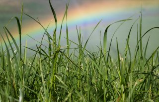 Groen licht voor verhogen subsidie behoud grasland