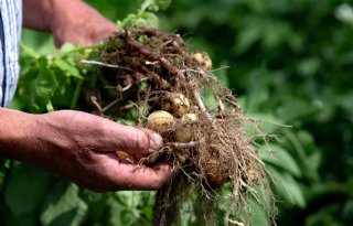 Hoog prijsniveau aardappelmarkt weerhoudt verwerkers niet