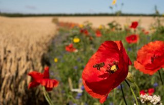 WUR: bedrijven kijken te weinig naar innovatieve landbouw