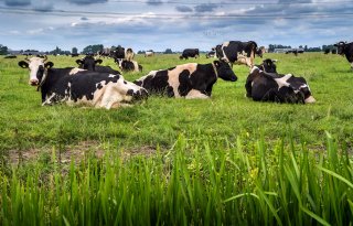 Veehouders met interesse in duurmelken gezocht