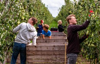 Tenderprocedure Friese Jola-subsidie bevoordeelt biologische boeren