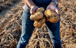 4 ton meer Agria's na teelt stikstofbinders in NKG-systeem