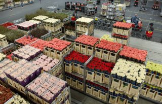 FloraHolland geeft aanzet tot centraal veilen van rozen