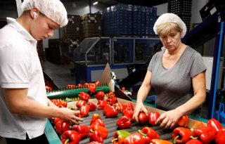 Paprika presteert goed met lagere energie-input