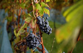 Matige wijnoogst in belangrijkste producerende landen