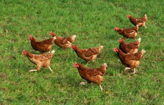 Tweede uitbraak vogelgriep leidt tot landelijke ophokplicht