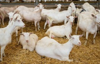 Geitenhouders weer een stapje duurzamer