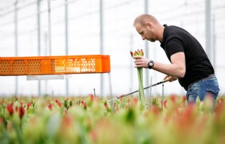 Sierteeltondernemers zijn positief gestemd over het nieuwe jaar