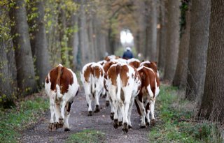 Vraag naar goed gebruiksvee door duur slachtvee