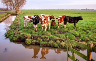 Natuuraanleg dwingt Zuid-Holland gedwongen uitkoop te overwegen