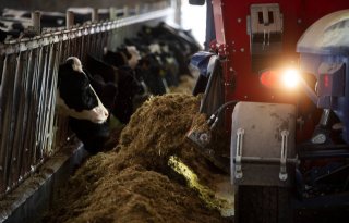 Laag eiwitniveau rundveerantsoen borgen