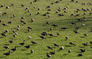 Overijssel trekt 2 miljoen uit voor maatregelen tegen predatie en faunaschade