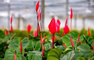 Ridomil Gold toegelaten voor 'nullozer' in bloemen en planten