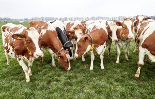 Weidegang en op ureum sturen mogelijk erkend als stikstofmaatregel