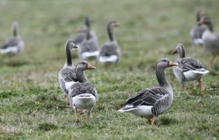 Onderzoek Faunabeheereenheid: nestbehandeling bij ganzen werkt niet