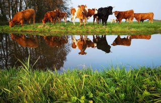 Boeren vragen samen steun aan voor aanpassingen in Friese veenweiden