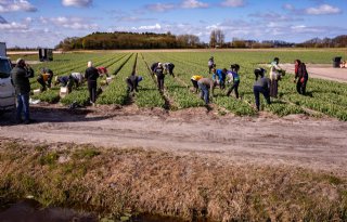 Telers zien zichzelf nauwelijks terug in toekomstvisie Bollenstreek