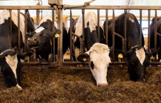 Zestien Gelderse melkveehouders langs IJssel krimpen vrijwillig voor milieu