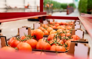 Rabobank ziet gezonde financiële ontwikkeling voor Nederlandse tuinbouw