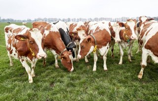 Oproep dierenarts: haal nu je koeien naar binnen vanwege blauwtong