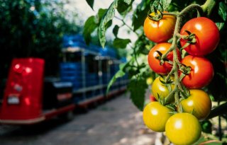 Nederland valt buiten top 3 van tomatenproducenten in EU