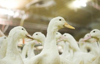 Opnieuw grootscheepse vaccinatiecampagne tegen vogelgriep in Frankrijk